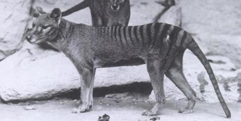 El misterioso tigre de Tasmania revela sus secretos 80 a&ntilde;os despu&eacute;s de su extinci&oacute;n