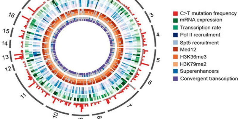 Atlas completo de mutaciones vinculadas con el desarrollo de linfomas