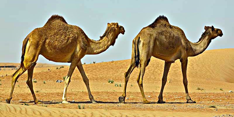 'Camel Site': Estatuas de dromedarios en tama&ntilde;o natural aparecen bajo la arena en Arabia Saudita