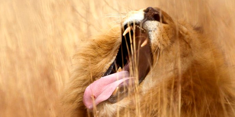 Leones se vengan de un cazador furtivo en Sud&aacute;frica devor&aacute;ndolo enterito