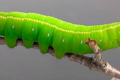 Oruga