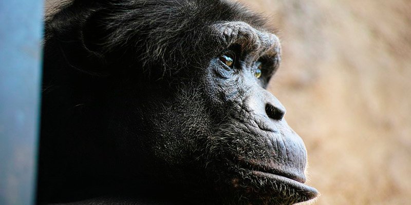 Nace h&iacute;brido humano y chimpanc&eacute; en un laboratorio de EE.UU