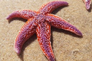 Las estrellas de mar est&aacute;n cerca de extinguirse por una misteriosa enfermedad
