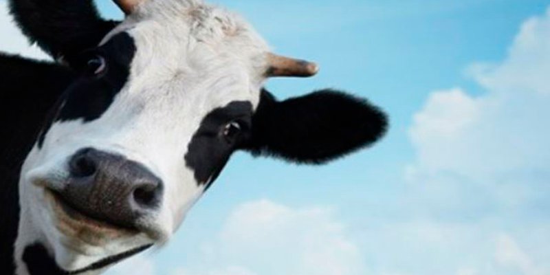 Nuevos datos sobre la propagaci&oacute;n de los priones, causantes del mal de las 'vacas locas'