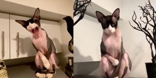 'Arlo': el misterioso gato que revoluciona las redes sociales