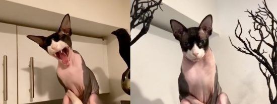 'Arlo': el misterioso gato que revoluciona las redes sociales