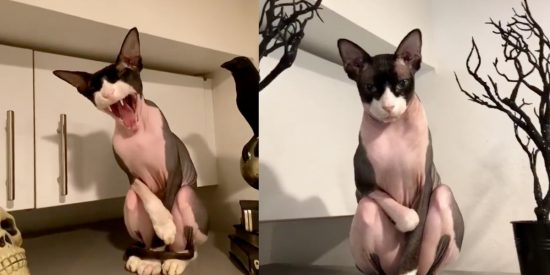 'Arlo': el misterioso gato que revoluciona las redes sociales