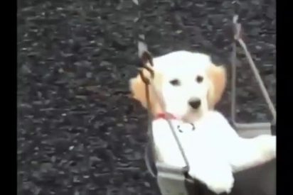 El perro siniestro que se columpia