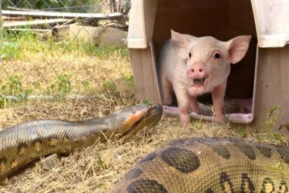La anaconda y el cerdito