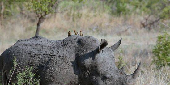 Los picabueyes, encima del rinoceronte