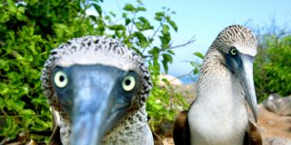 El p&aacute;jaro bobo se va de pesca