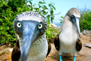 El p&aacute;jaro bobo se va de pesca
