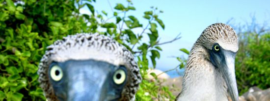 El pájaro bobo se va de pesca