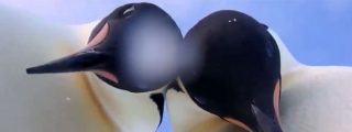 Este es el 'selfie' animal m&aacute;s ping&uuml;ino del a&ntilde;o