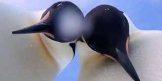 Este es el 'selfie' animal m&aacute;s ping&uuml;ino del a&ntilde;o
