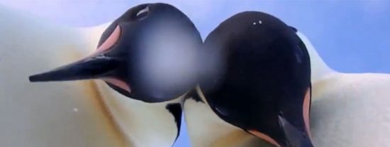 Este es el 'selfie' animal m&aacute;s ping&uuml;ino del a&ntilde;o