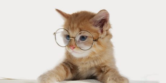 Los gatos no saben matem&aacute;ticas