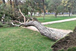 Muere un ni&ntilde;o de cuatro a&ntilde;os aplastado por un &aacute;rbol en el parque de El Retiro de Madrid