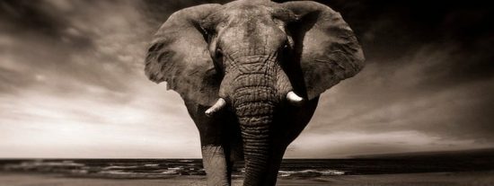 &iquest;Sabes por qu&eacute; los elefantes no padecen c&aacute;ncer?