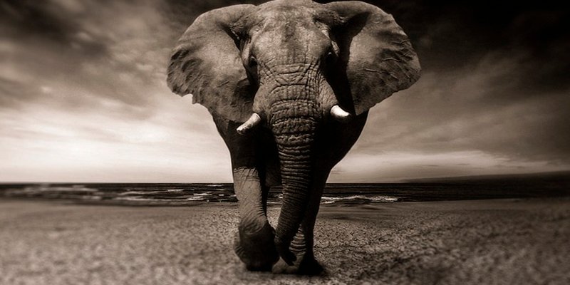 &iquest;Sabes por qu&eacute; los elefantes no padecen c&aacute;ncer?