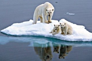 El calentamiento global y el deshilo amenaza a los osos polares.