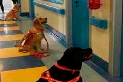As&iacute; esperan impacientes los perros terapeutas para entrar en las habitaciones de ni&ntilde;os ingresados