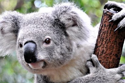 El adorable ba&ntilde;o de este koala lo peta en las redes
