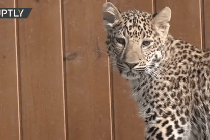 Un leopardo y un perro se convirtieron en amigos inseparables de este zoo