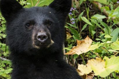 Este oso muestra sus dotes como director de cine y consigue un buen plano
