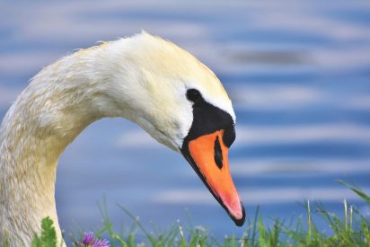 Curiosidades del cisne, el animal que s&oacute;lo tiene un gran amor en la vida