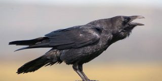 &iquest;Es el cuervo el animal m&aacute;s listo del planeta?