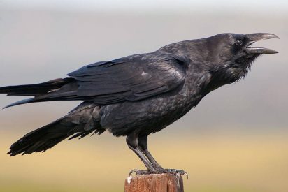 &iquest;Es el cuervo el animal m&aacute;s listo del planeta?