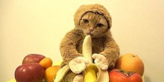 El gato disfrazado de mono que arrasa en Internet