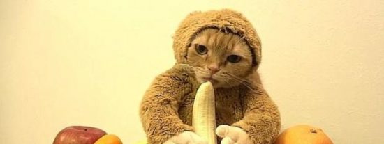 El gato disfrazado de mono que arrasa en Internet