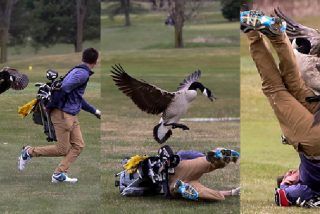 &iquest;Qui&eacute;n dijo que el golf no es un deporte de riesgo?