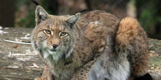 Veneno: &iquest;A qu&eacute; no adivinas qui&eacute;n gana en el duelo entre el lince y la serpiente de cascabel?