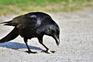 Esta empresa de limpieza sueca entrena cuervos para recoger colillas en las calles