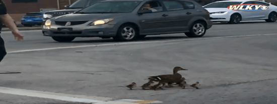 La agente Diane Lewis para el tr&aacute;fico para ayudar a cruzar la calle a la familia de patos
