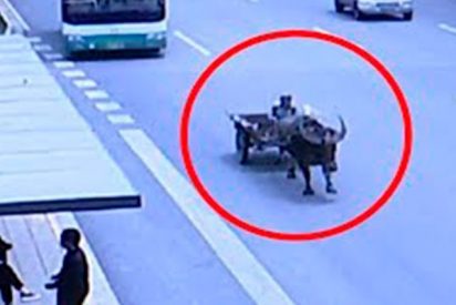 Este buey descontrolado siembra el p&aacute;nico en una ciudad de China