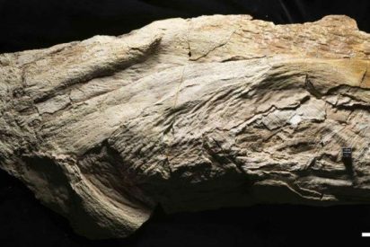 Un fósil con nombre de planta es en realidad un pez