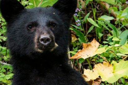 Este oso muestra sus dotes como director de cine y consigue un buen plano