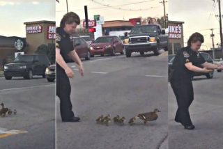 La agente Diane Lewis para el tr&aacute;fico para ayudar a cruzar la calle a la familia de patos
