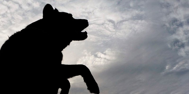 Una extraña criatura mata a dos perros y causa terror en Argentina