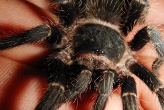 Una tarántula se cuela en un Airbus de Iberia, muerde al piloto en pleno vuelo y siembra el pánico