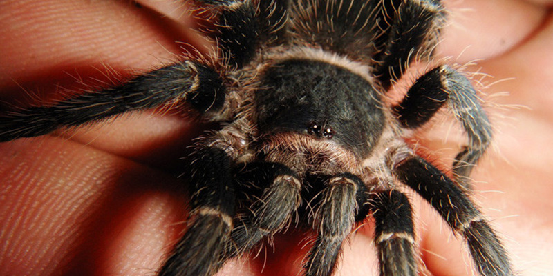 Una tarántula se cuela en un Airbus de Iberia, muerde al piloto en pleno vuelo y siembra el pánico