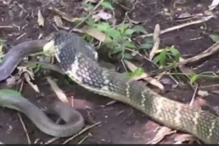 La serpiente grande se come a la chica