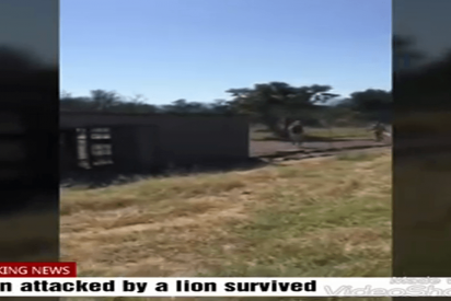 El due&ntilde;o de un safari, malherido tras el ataque de un le&oacute;n al que cri&oacute; desde que era un cachorro