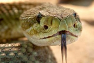 Aterrador: la serpiente sale de caza...