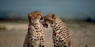 El cazador y la presa: el ant&iacute;lope resiste, sufre y vence a los 5 guepardos