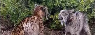 Dos linces peleando a cabezazos